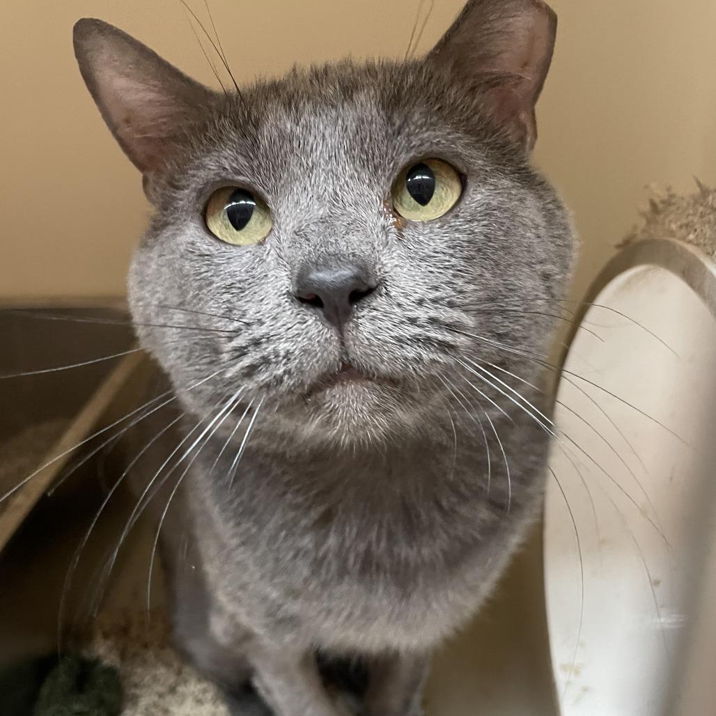 Enlarge Jinx, a Adoptable Domestic Short Hair in Madison, WI image 2/2