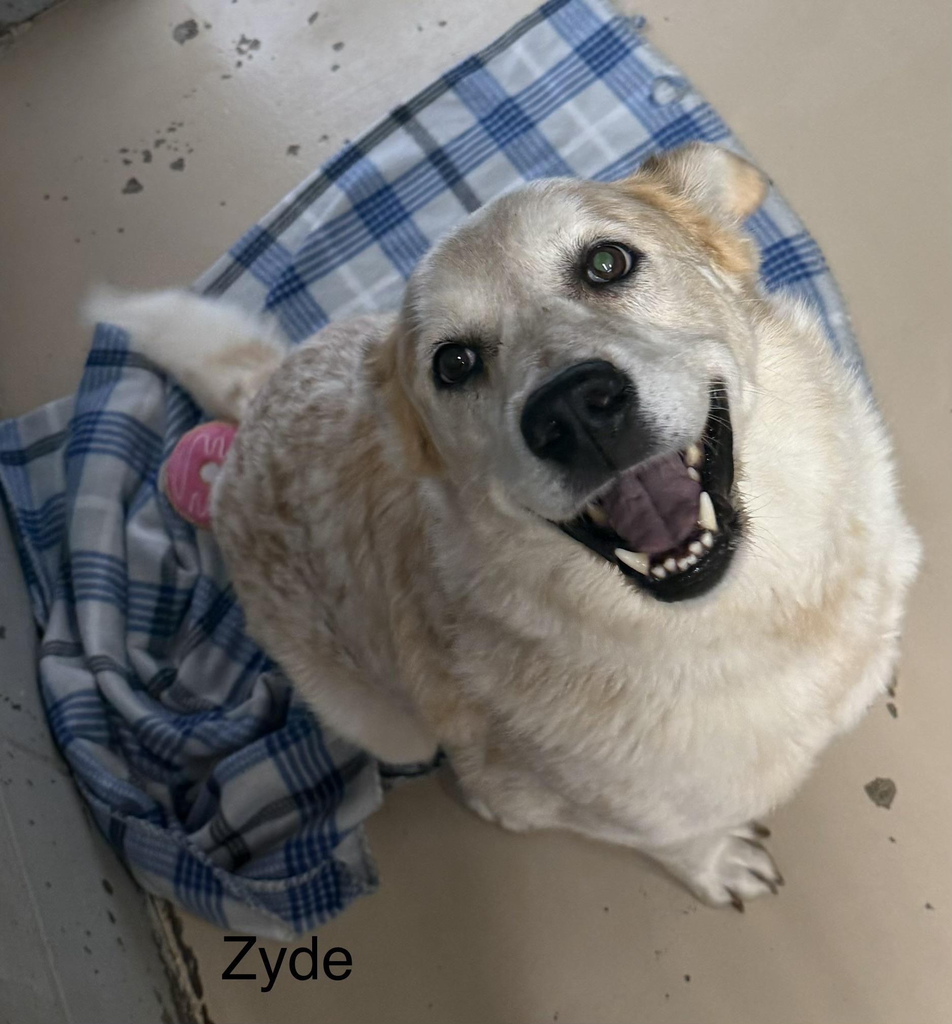 Zyde photo