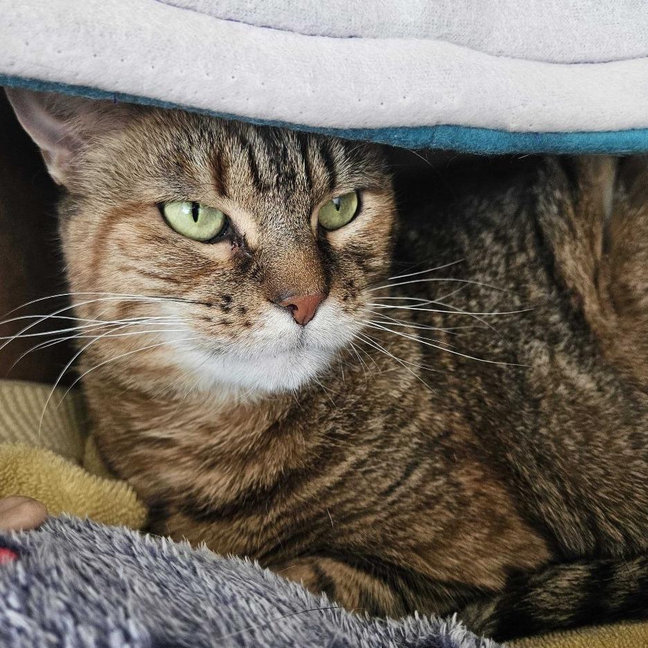 Enlarge Kona, a Adoptable Domestic Short Hair in Dover, NH image 1/4