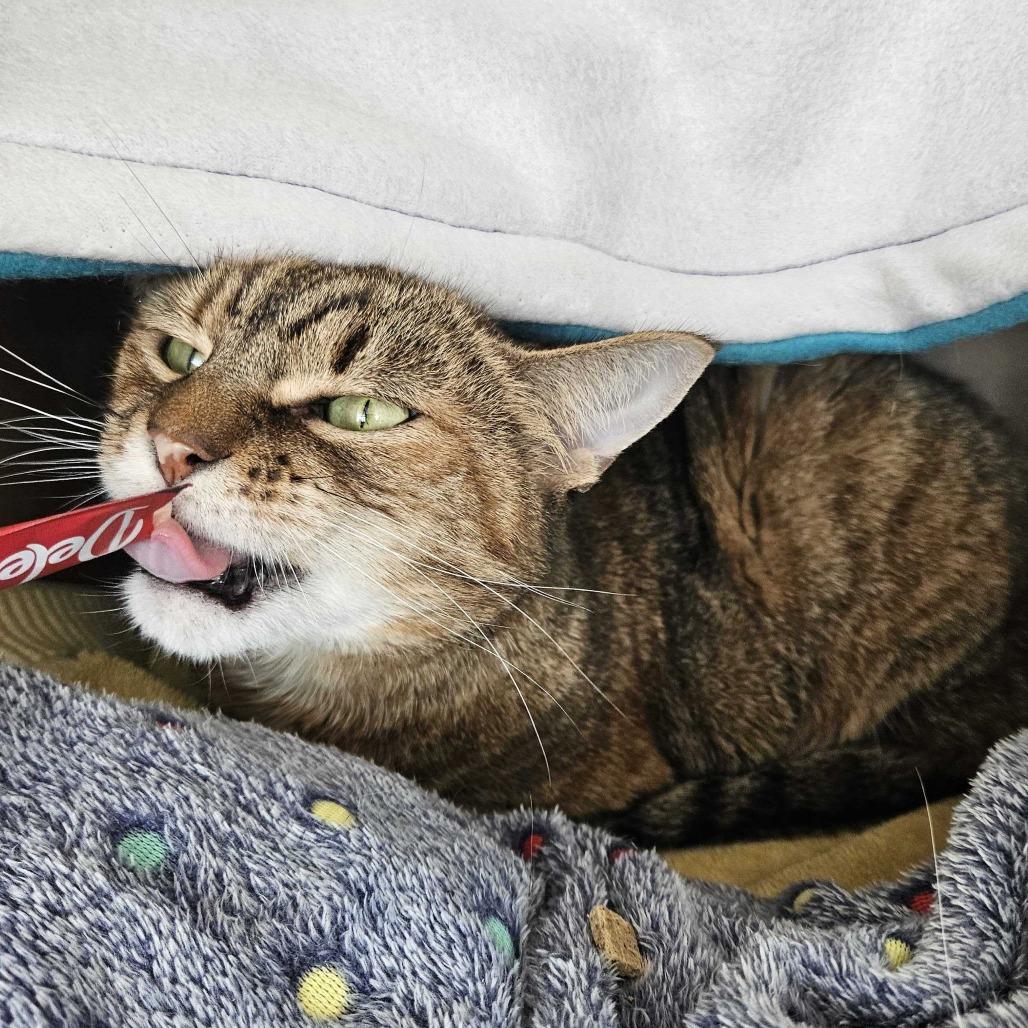 Enlarge Kona, a Adoptable Domestic Short Hair in Dover, NH image 2/4