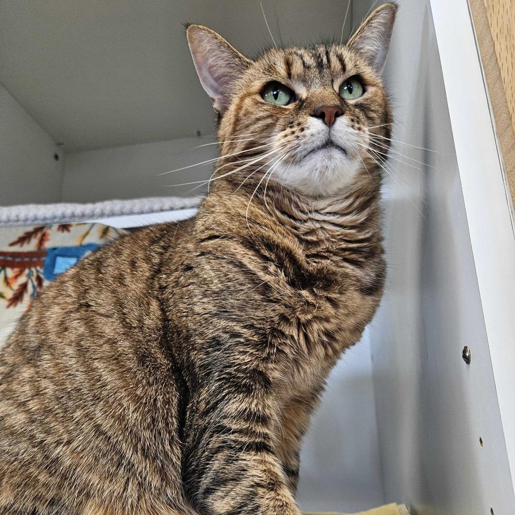 Enlarge Kona, a Adoptable Domestic Short Hair in Dover, NH image 3/5