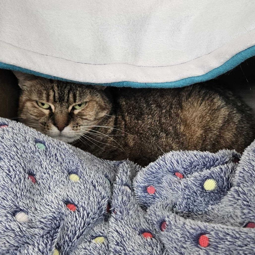 Enlarge Kona, a Adoptable Domestic Short Hair in Dover, NH image 4/4