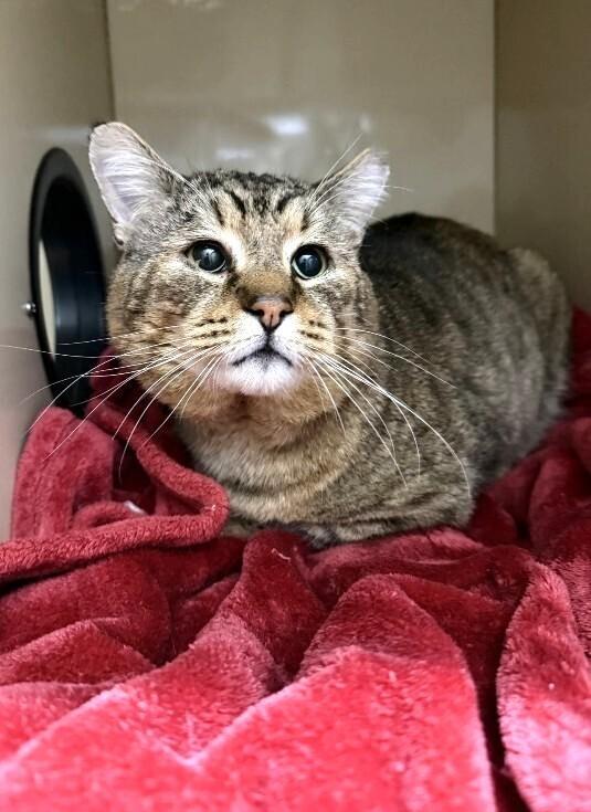 Buddy Brown, Adoptable, Adult Male Domestic Short Hair.