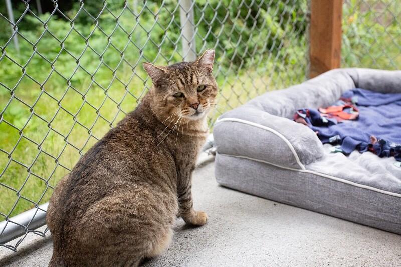 Enlarge Buddy Brown, a Adoptable Domestic Short Hair in Arlington, WA image 2/4
