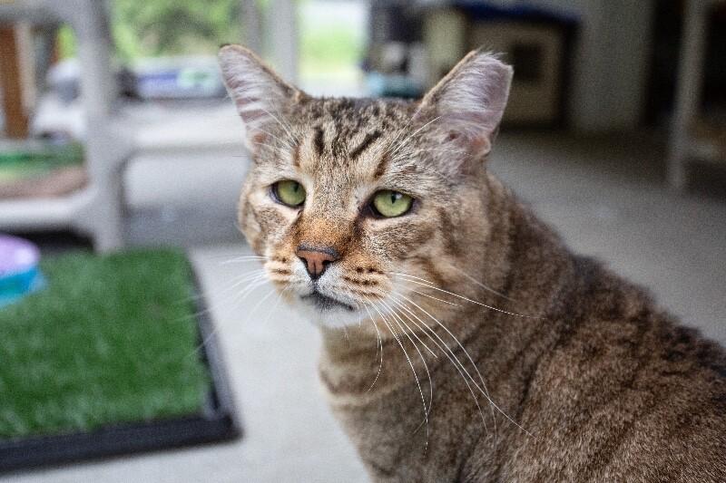 Enlarge Buddy Brown, a Adoptable Domestic Short Hair in Arlington, WA image 3/4