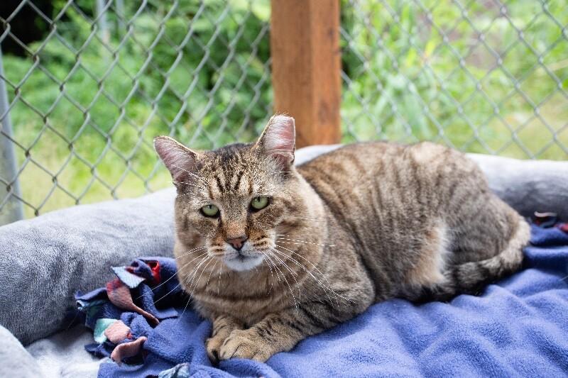 Enlarge Buddy Brown, a Adoptable Domestic Short Hair in Arlington, WA image 4/4