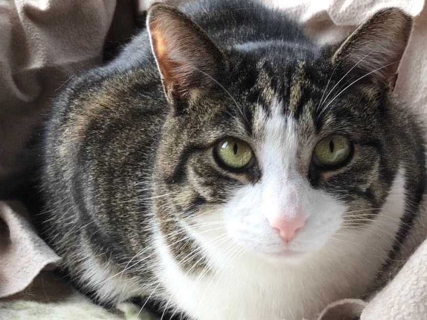 Elliot, Adoptable, Adult Male Domestic Short Hair.