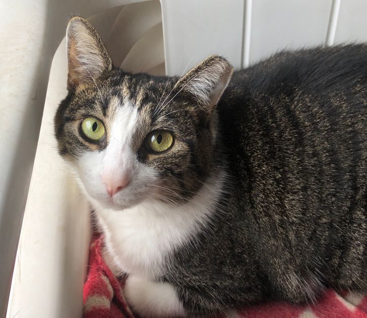 Enlarge Elliot, a Adoptable Domestic Short Hair in Wernersville, PA image 2/6