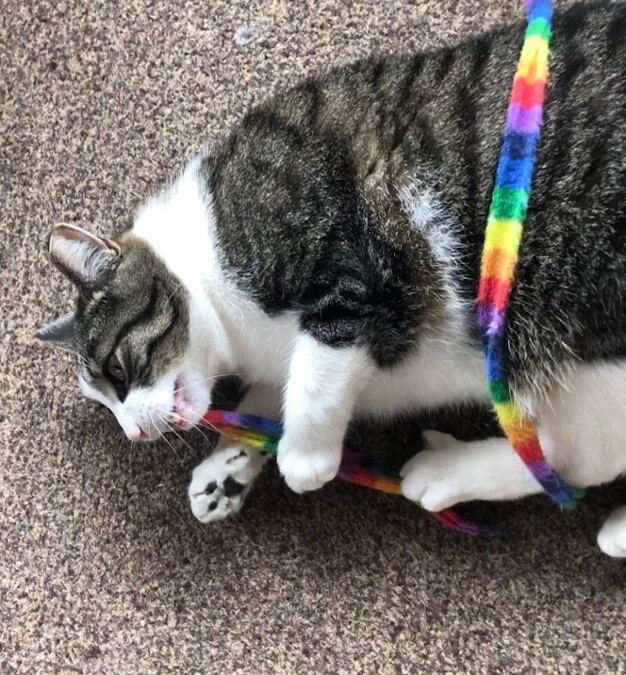 Enlarge Elliot, a Adoptable Domestic Short Hair in Wernersville, PA image 3/6