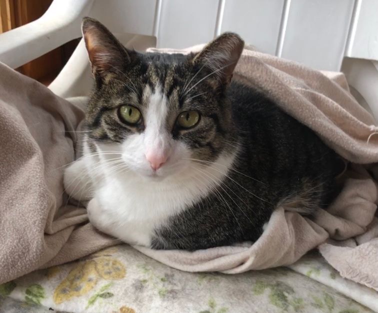 Enlarge Elliot, a Adoptable Domestic Short Hair in Wernersville, PA image 4/6