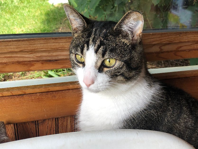 Enlarge Elliot, a Adoptable Domestic Short Hair in Wernersville, PA image 5/6