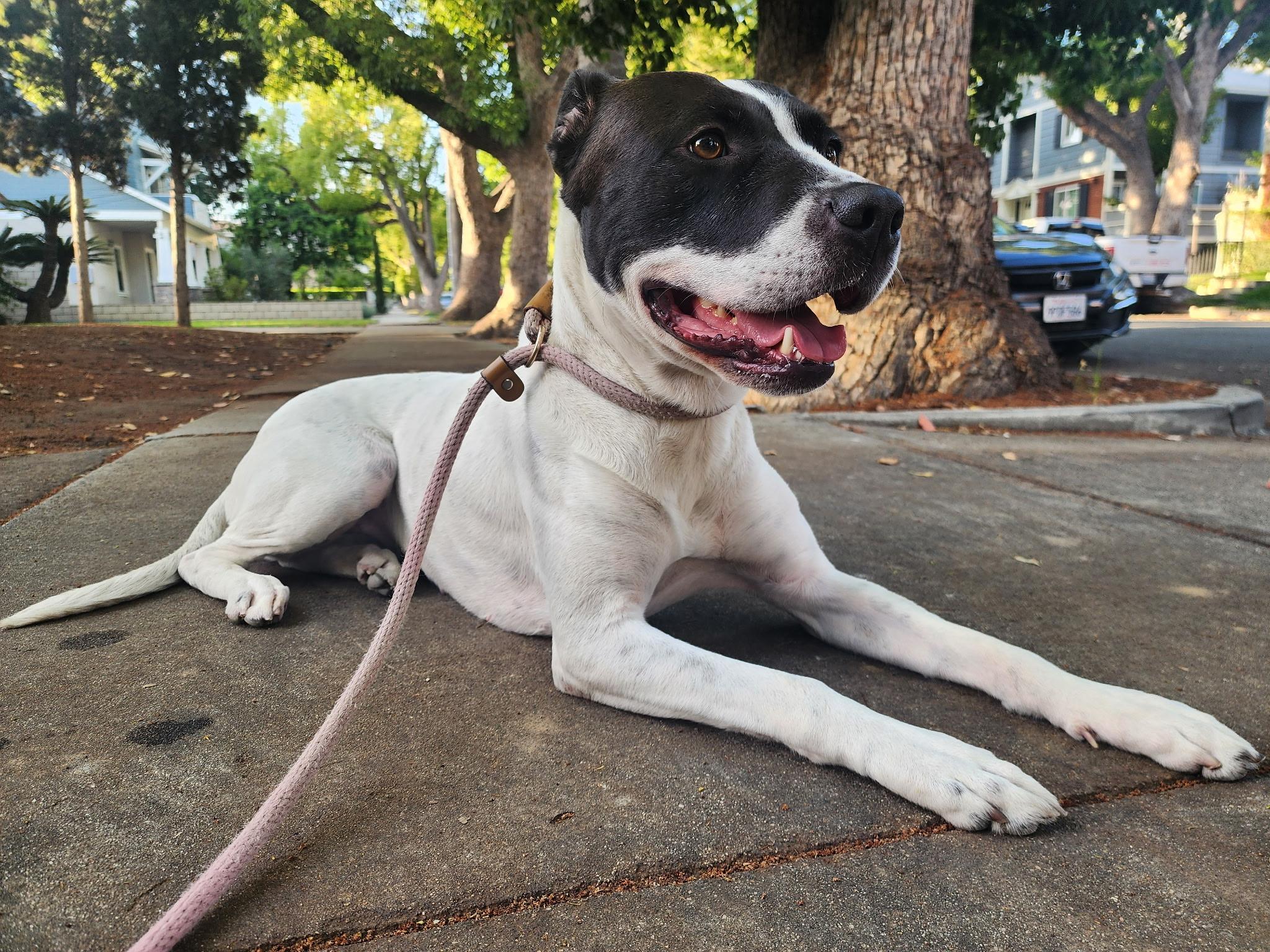 Blossom, a Adoptable Staffordshire Bull Terrier in santa monica, CA image 3/5