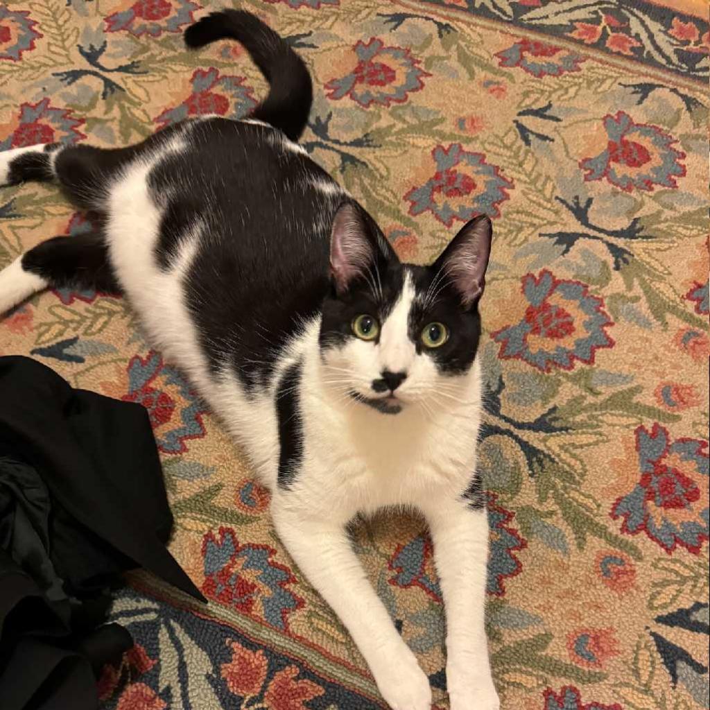 Enlarge Tomato, a Adoptable Domestic Short Hair in Los Angeles, CA image 1/3