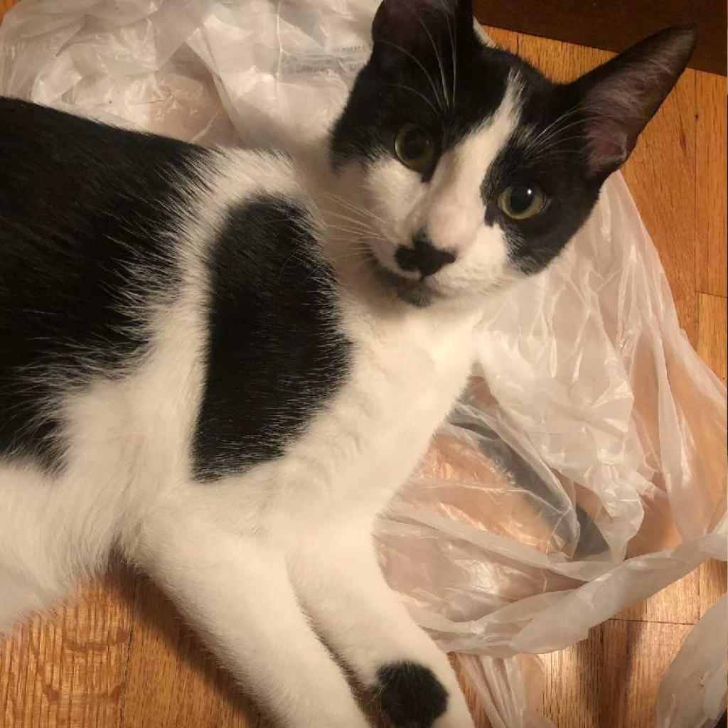 Tomato — thumbnail 2