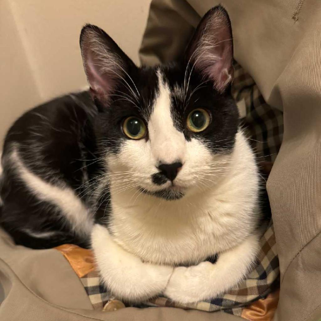 Enlarge Tomato, a Adoptable Domestic Short Hair in Los Angeles, CA image 3/3