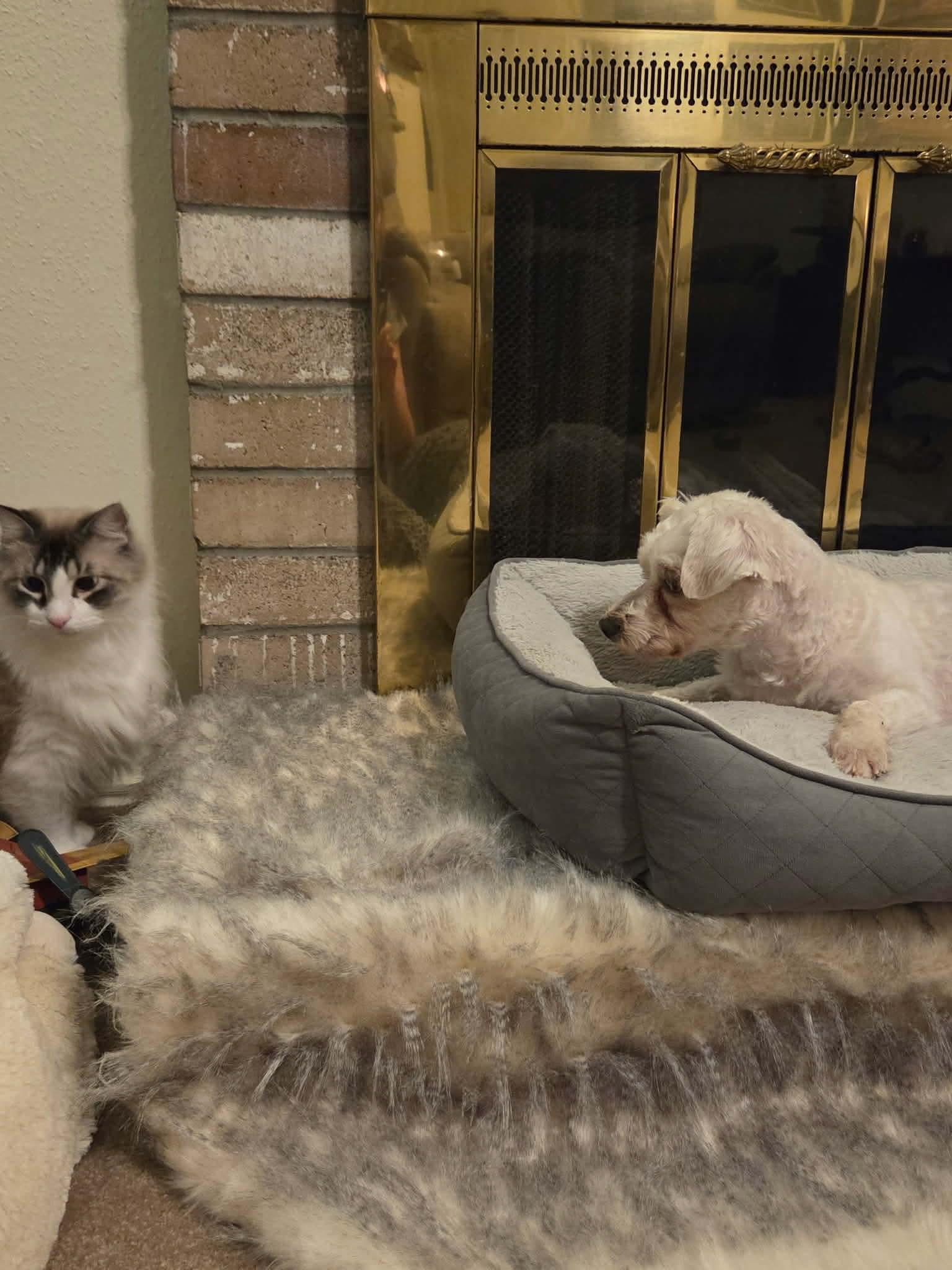 Enlarge Pickles, an adopted Maltese in Greensboro, NC image 2/5