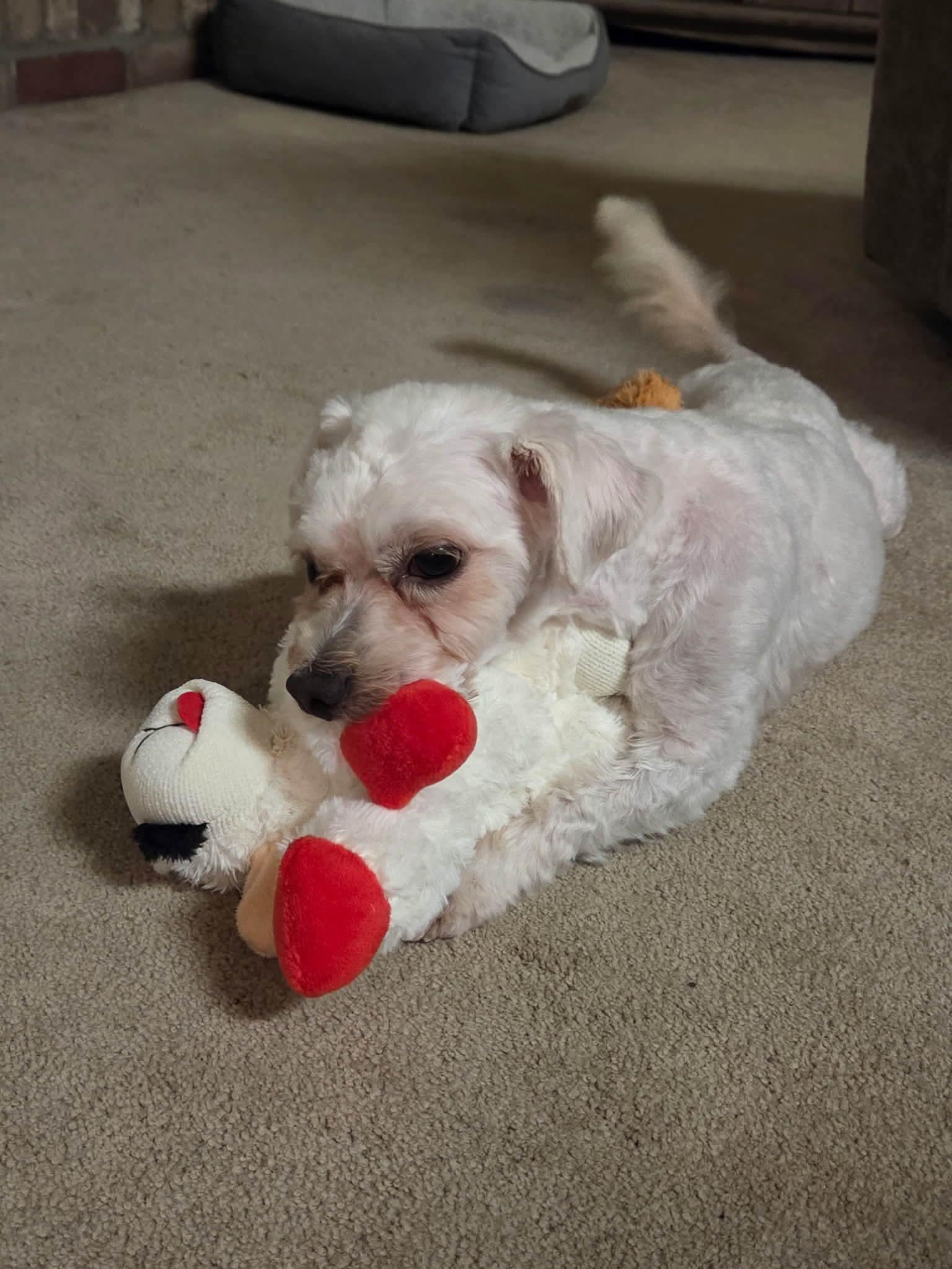 Enlarge Pickles, an adopted Maltese in Greensboro, NC image 1/5