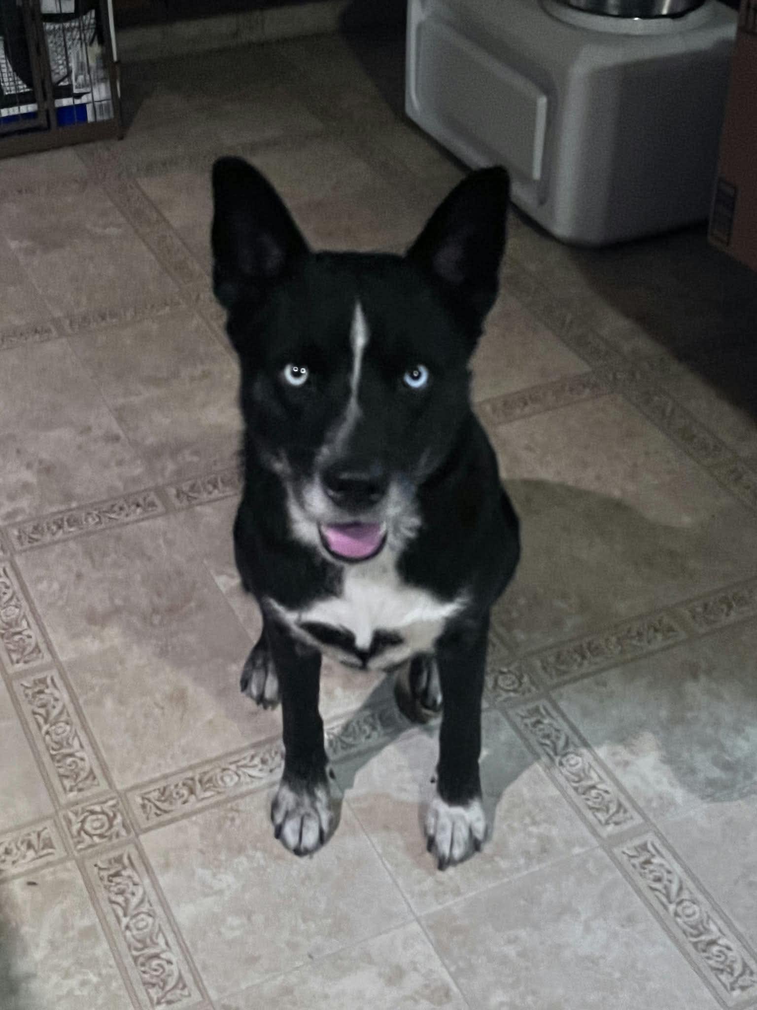 Enlarge Raina, a Adoptable Husky in St. Louis, MO image 2/2