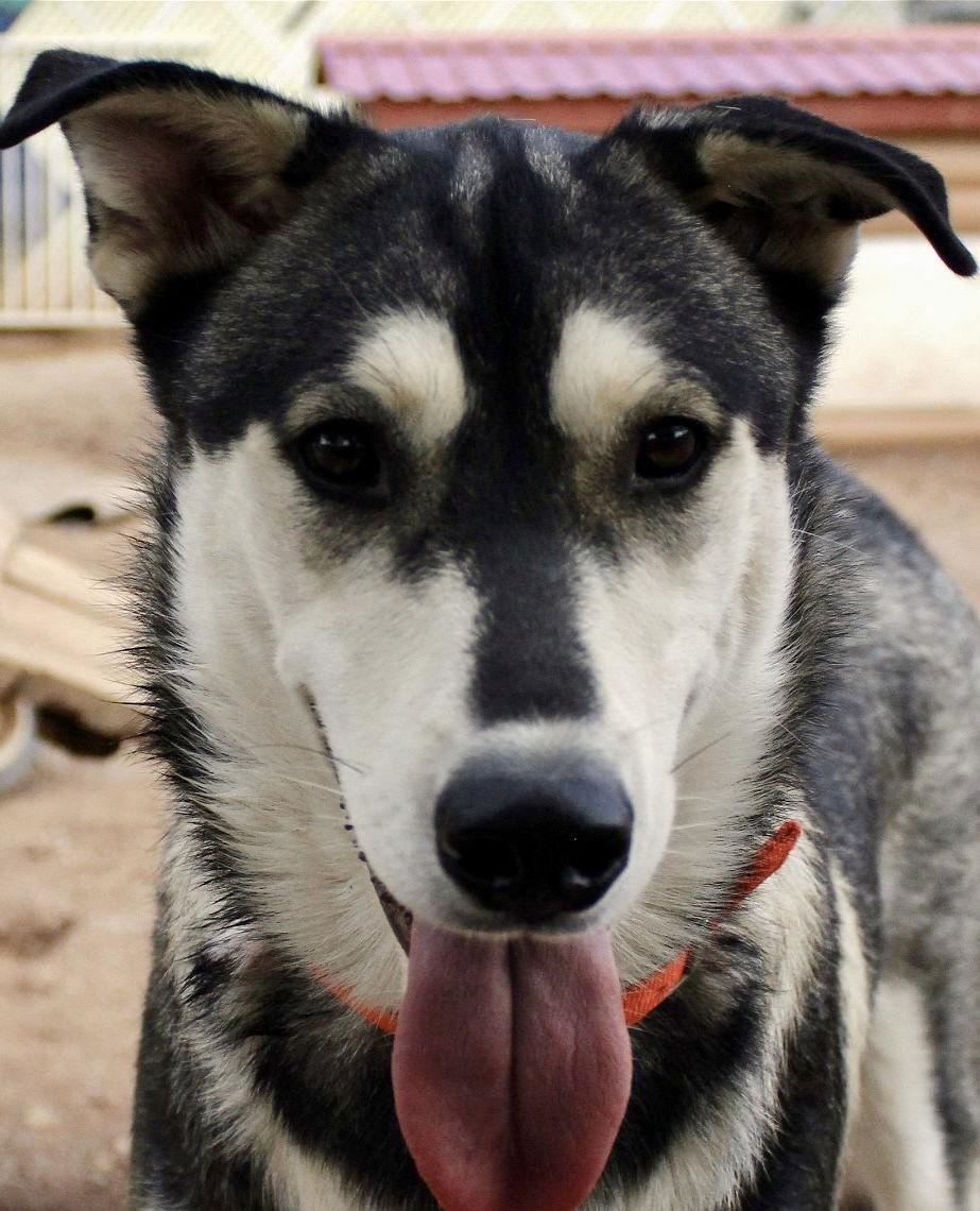 Bacardi, a Adoptable Siberian Husky in Cedar Crest, NM image 1/6