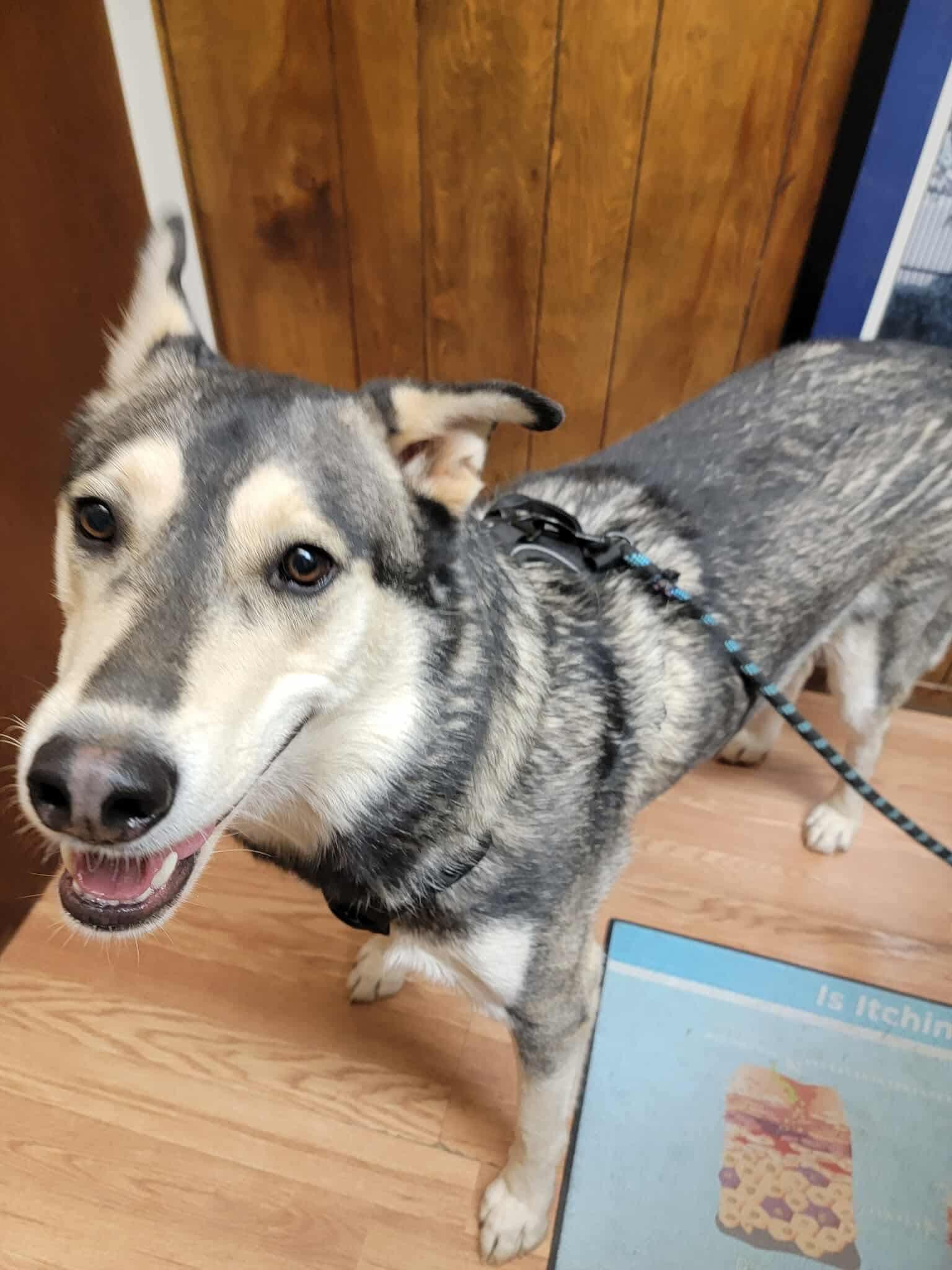 Bacardi, a Adoptable Siberian Husky in Cedar Crest, NM image 2/6