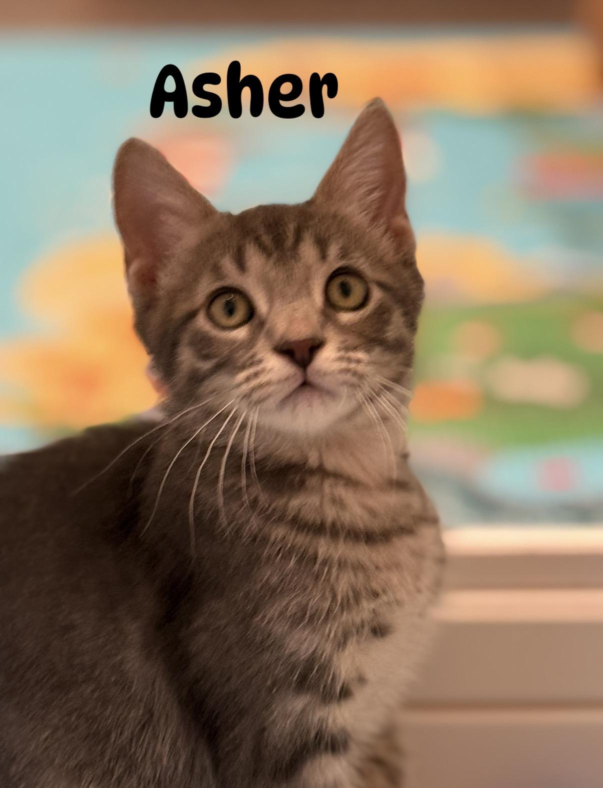 Asher, ADOPTABLE, Kitten Male Domestic Short Hair.