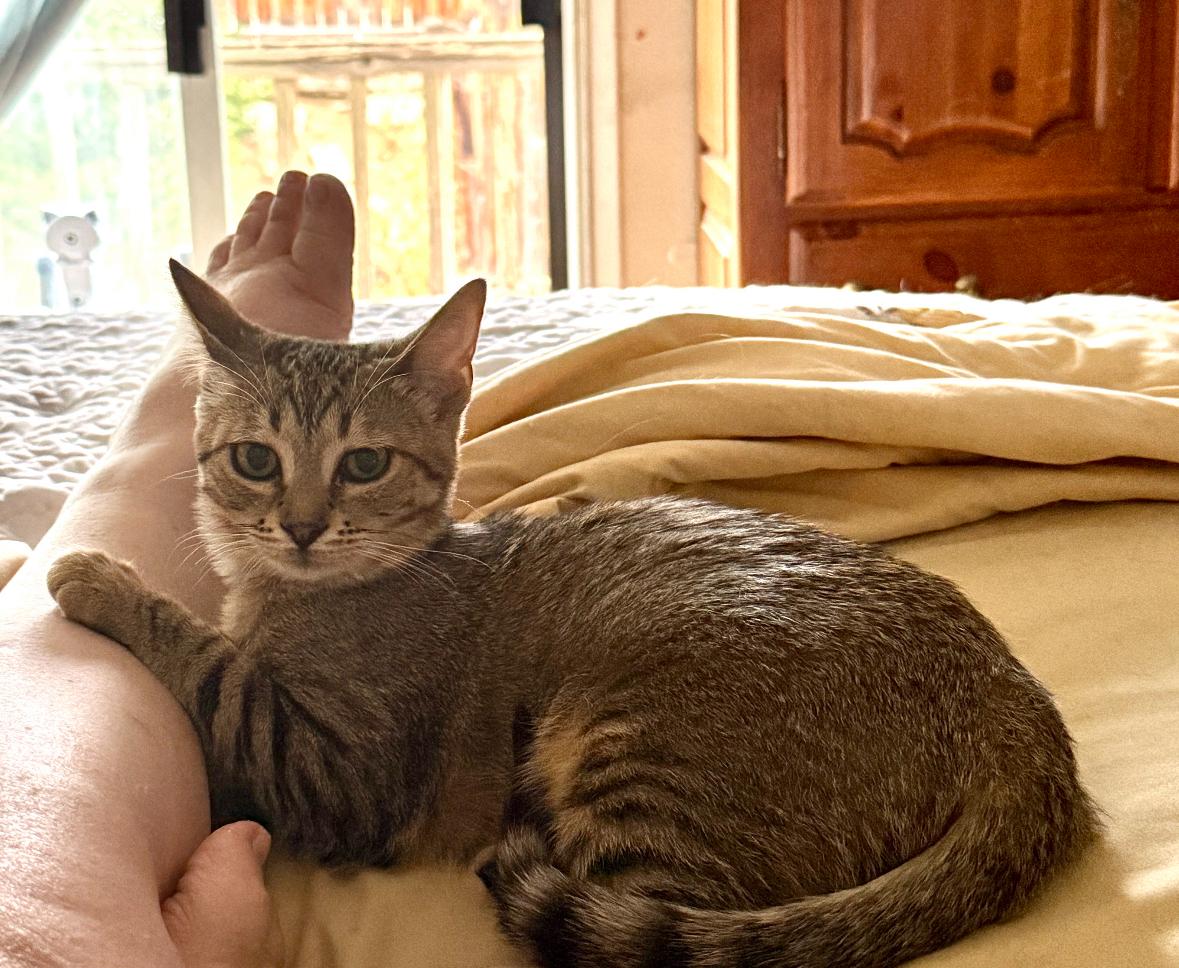 Ginger (Bonded pair w/Pippin)