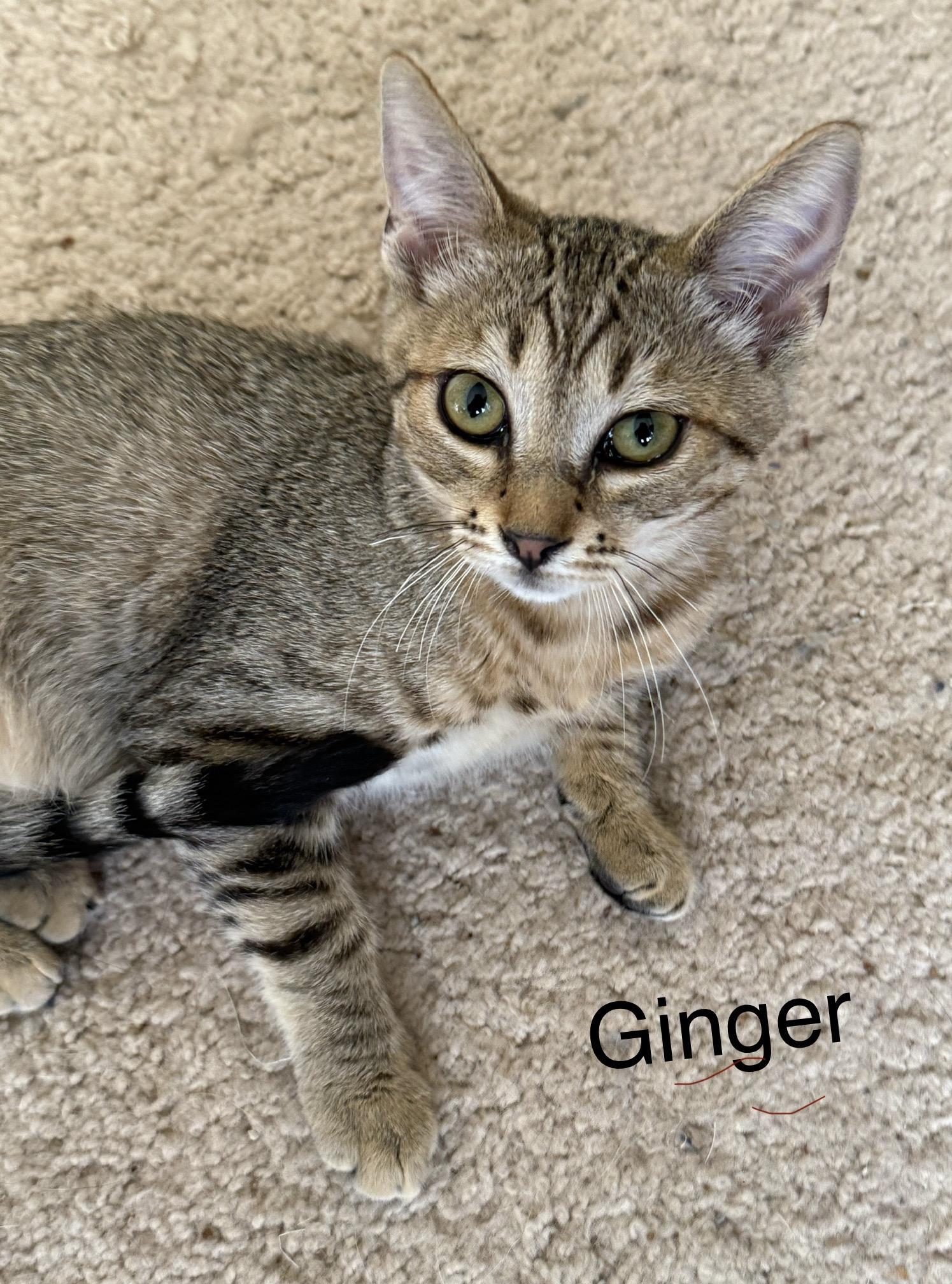 Ginger (Bonded pair w/Pippin)