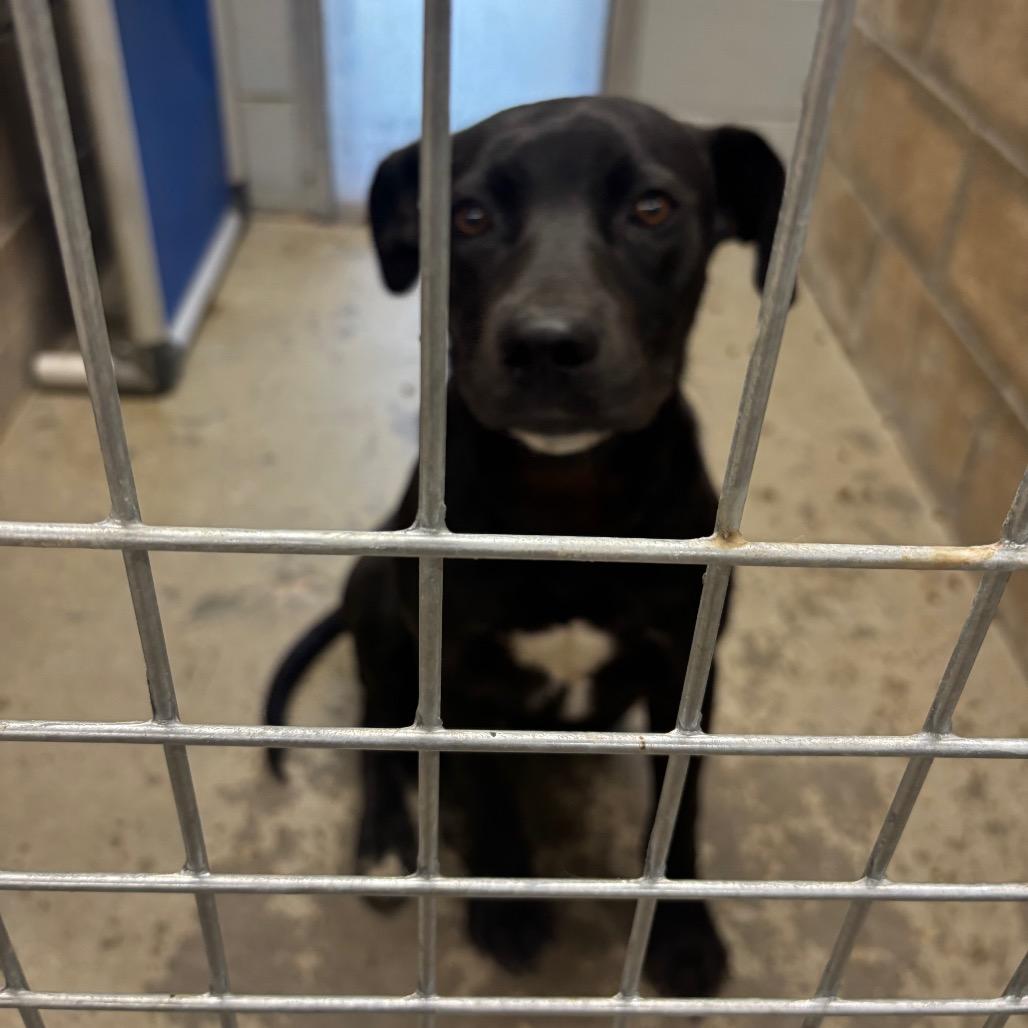 Enlarge Doug, a Adoptable Black Labrador Retriever in Brookfield, MO image 1/1