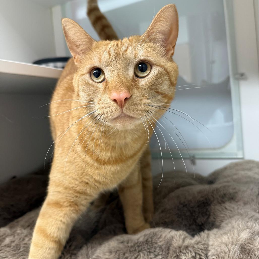 Ernest, Adoptable, Kitten Male Domestic Short Hair.