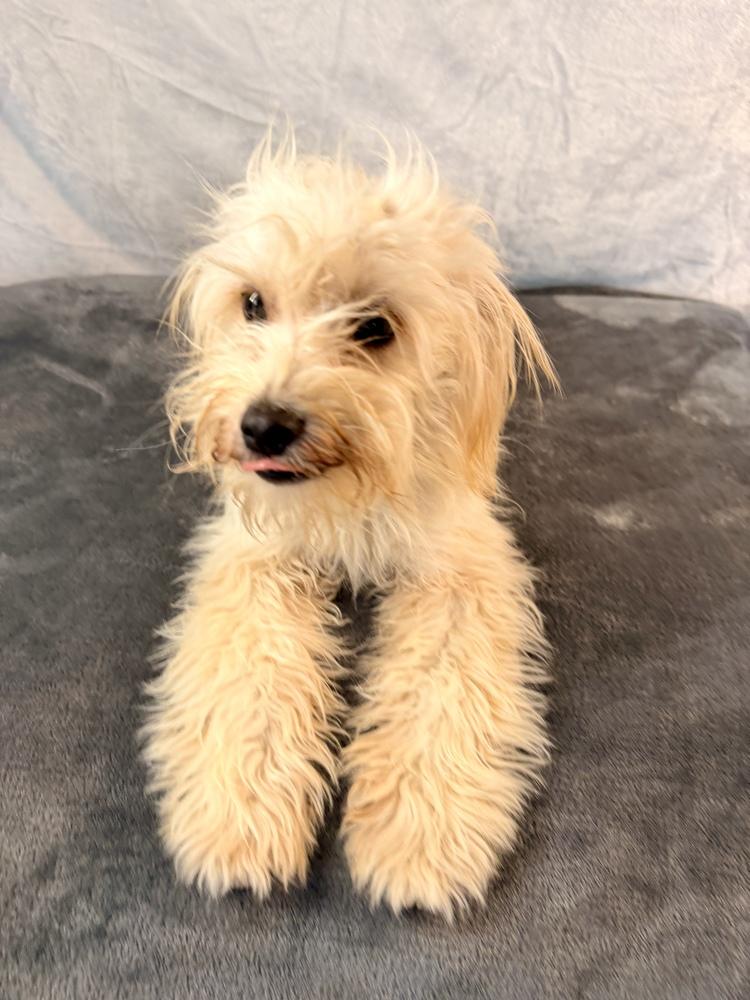 Enlarge Morel, a Adoptable mixed breed in Richmond, TX image 1/3