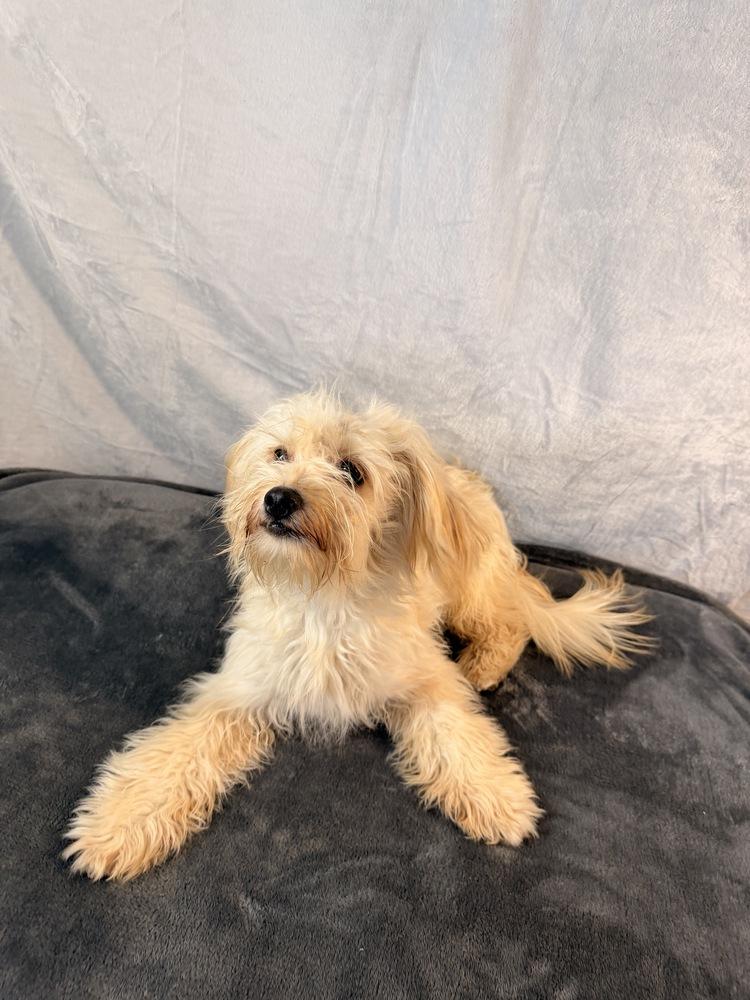 Enlarge Morel, a Adoptable mixed breed in Richmond, TX image 2/3