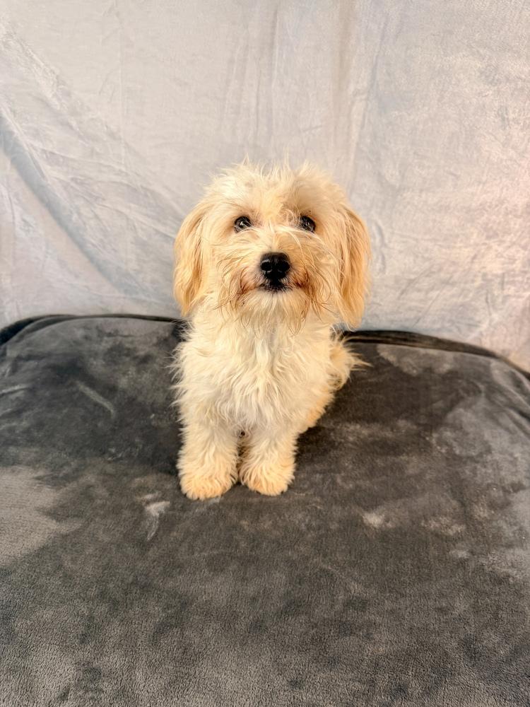Enlarge Morel, a Adoptable mixed breed in Richmond, TX image 3/3