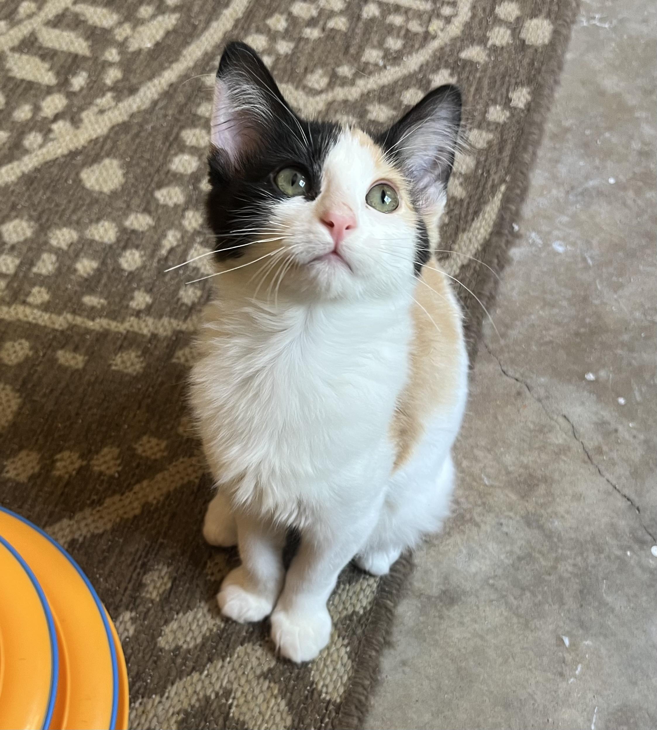 Enlarge Kahlua, an adopted mixed breed in Hillsboro, TX image 3/4