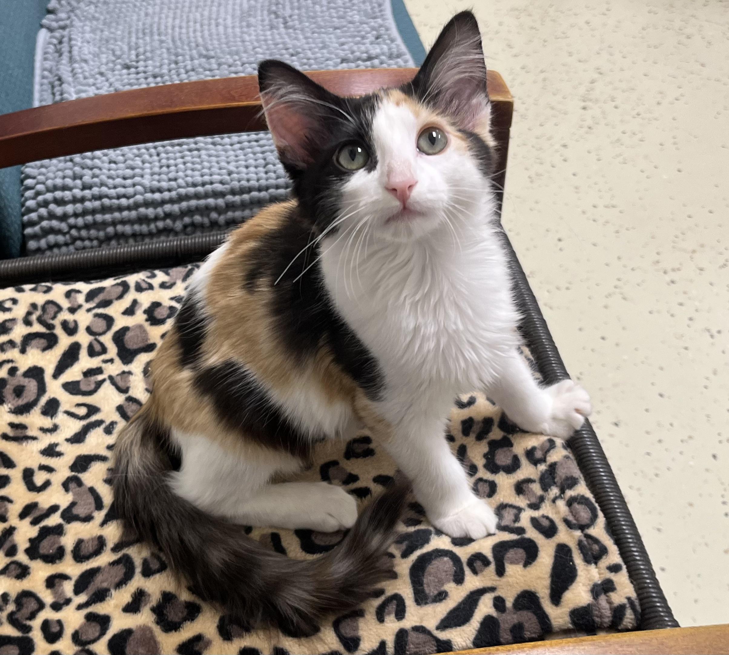 Kahlua, adopted, Kitten Female Calico & Domestic Long Hair.