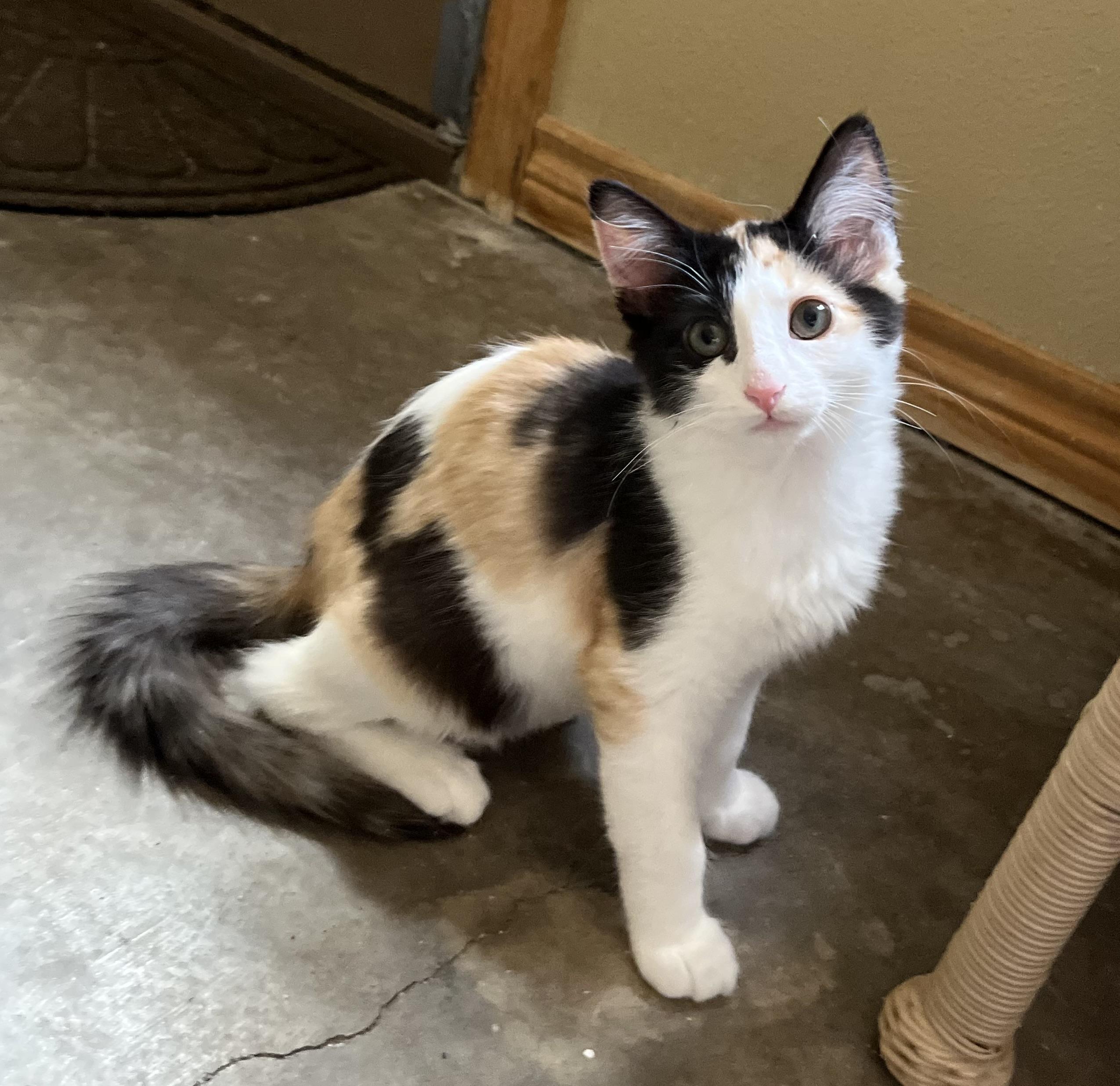 Enlarge Kahlua, an adopted mixed breed in Hillsboro, TX image 2/4