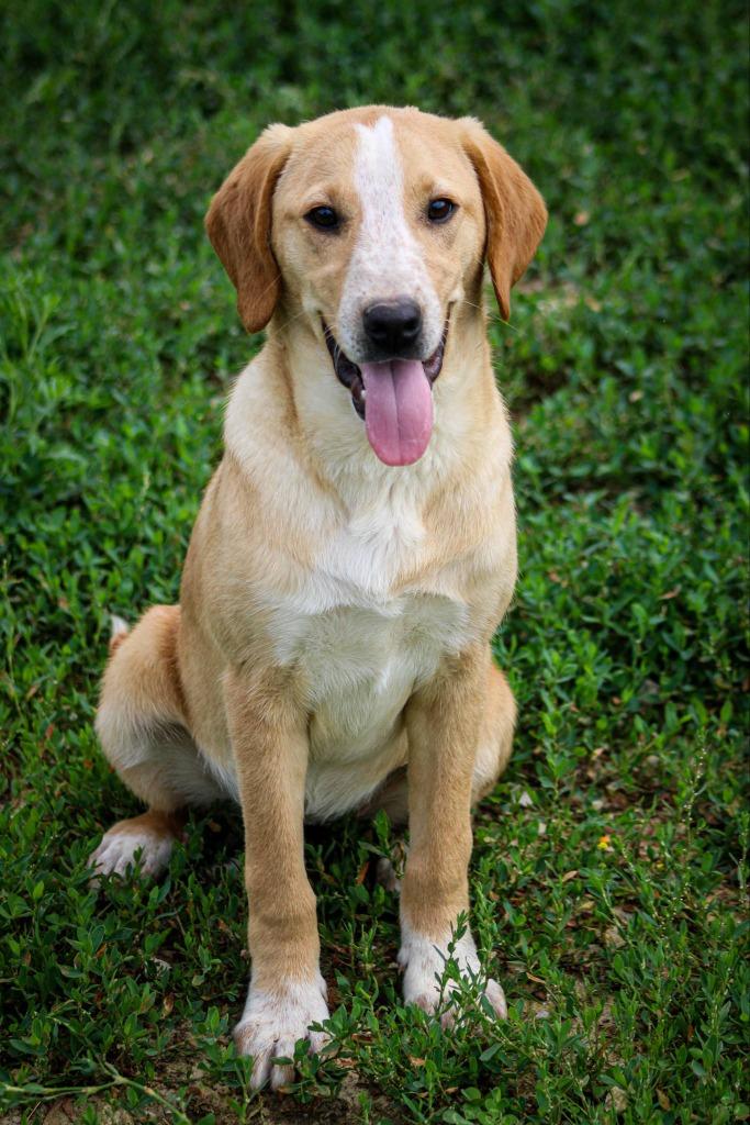 Allie, Young Female Yellow Labrador Retriever