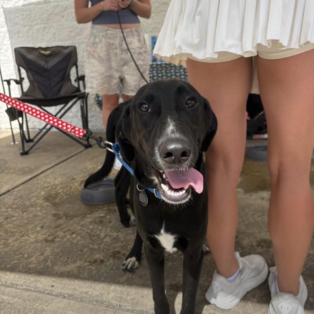 Gnocchi, Adoptable, Young Male Mixed Breed & None.