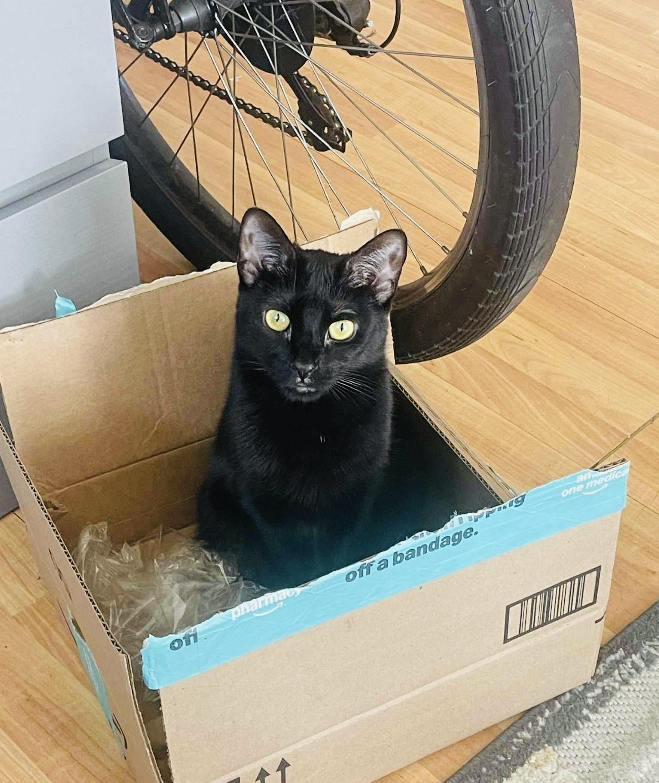 Enlarge Pearl, a Adoptable Domestic Short Hair in Brooklyn , NY image 2/6