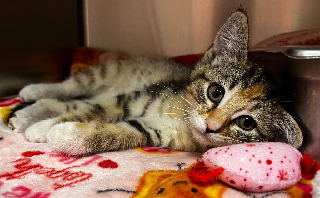 May, Adopted, Kitten Female Domestic Short Hair.