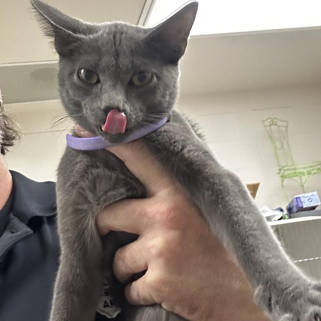 Enlarge Pizza, a Adoptable Domestic Short Hair in Pine Bluff, AR image 1/1