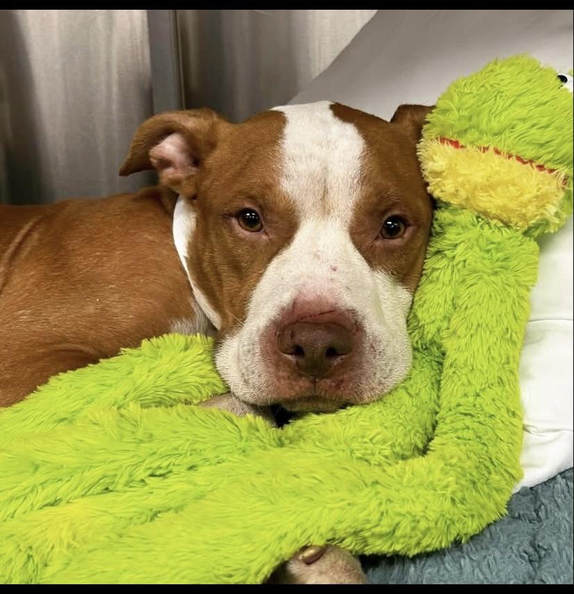 Bones, a Adoptable Pit Bull Terrier in Philadelphia, PA image 3/6