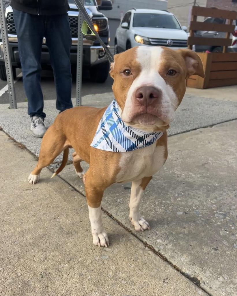 Bones, a Adoptable Pit Bull Terrier in Philadelphia, PA image 1/6