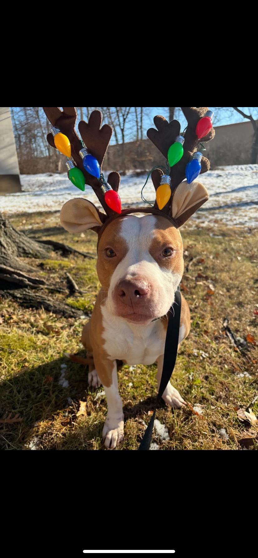 Bones, Adoptable, Adult Male Pit Bull Terrier.