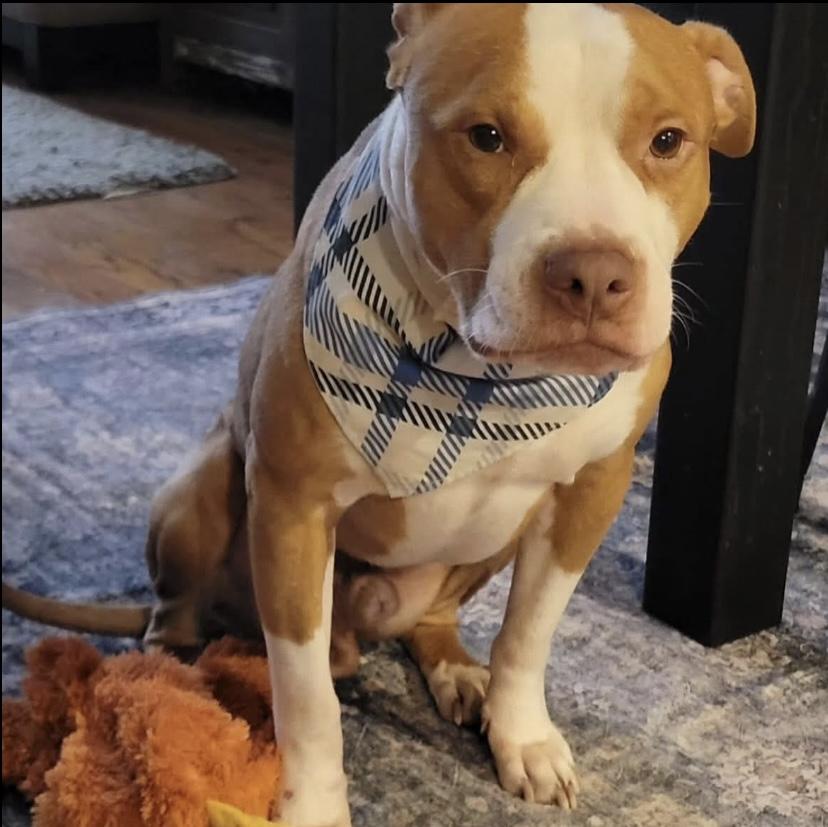 Enlarge Bones, a Adoptable mixed breed in Philadelphia, PA image 2/6