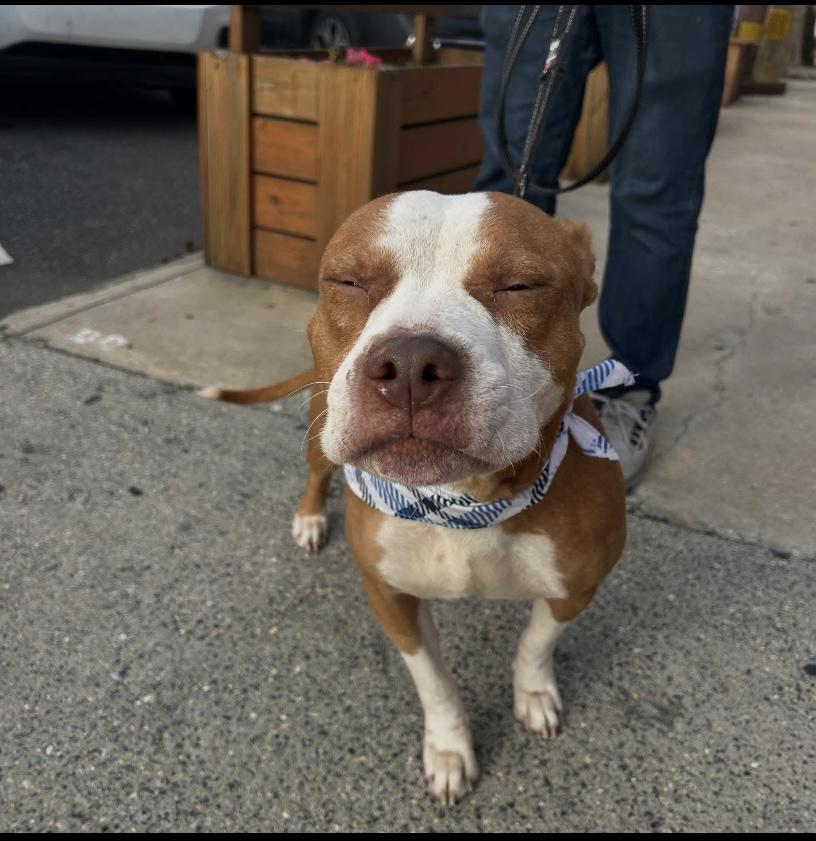 Bones, a Adoptable Pit Bull Terrier in Philadelphia, PA image 4/6