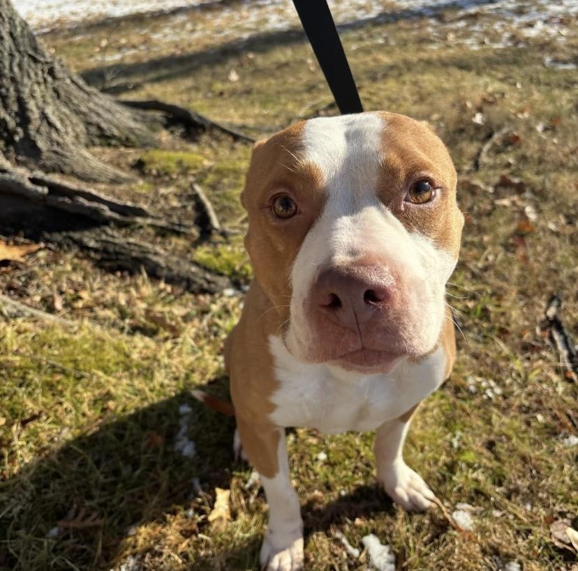 Enlarge Bones, a Adoptable mixed breed in Philadelphia, PA image 4/6