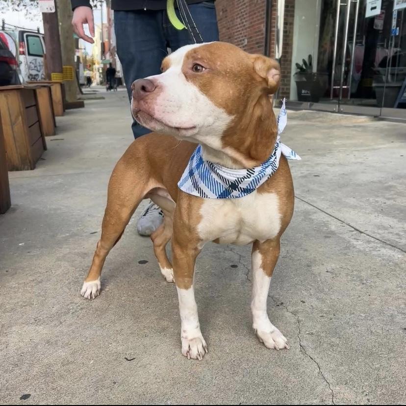 Enlarge Bones, a Adoptable mixed breed in Philadelphia, PA image 3/6