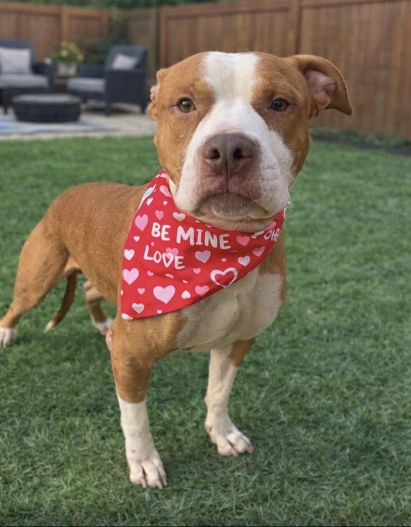 Bones, Adoptable, Adult Male Pit Bull Terrier.