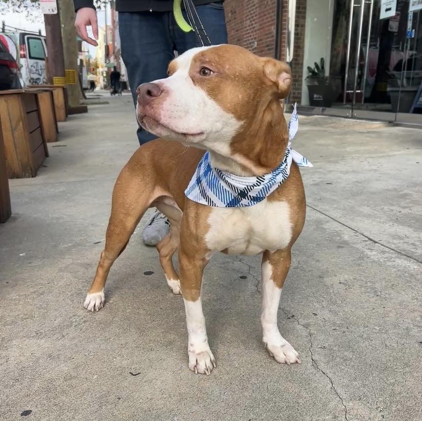 Bones, Adoptable, Adult Male Pit Bull Terrier.