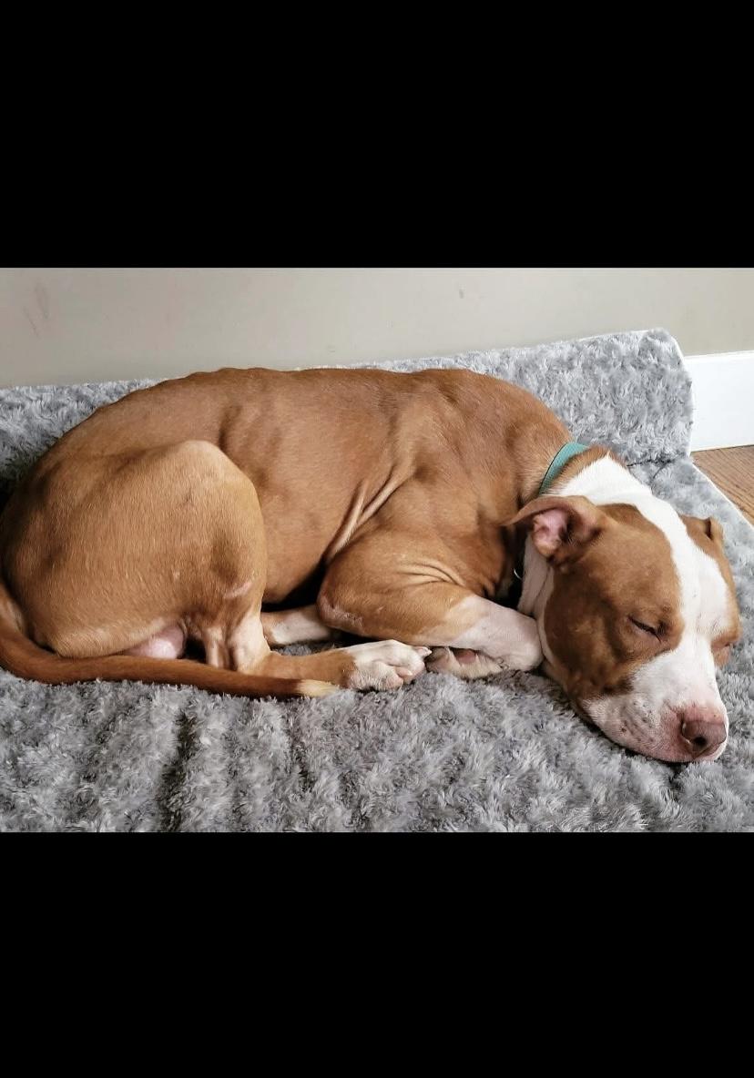 Bones, a Adoptable Pit Bull Terrier in Philadelphia, PA image 5/6